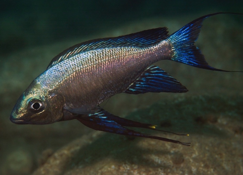 Cyathopharynx sp. 'green flush' Karilani Island